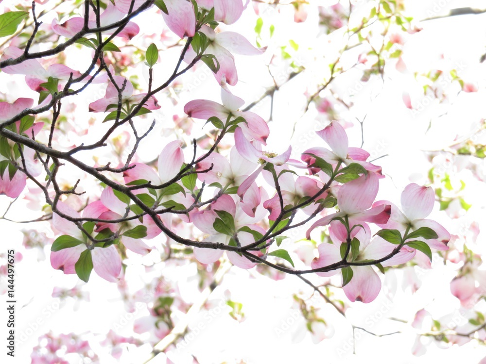 Pink dogwood tree blooming with pink flowers