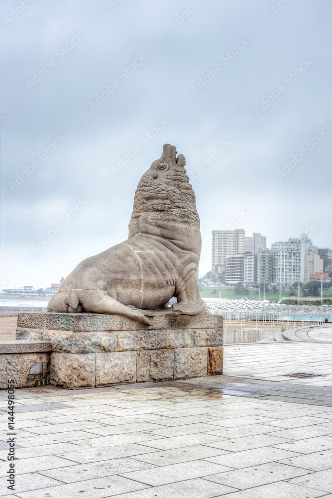 Sea Lion in Mar del Plata, Buenos Aires, Argentina