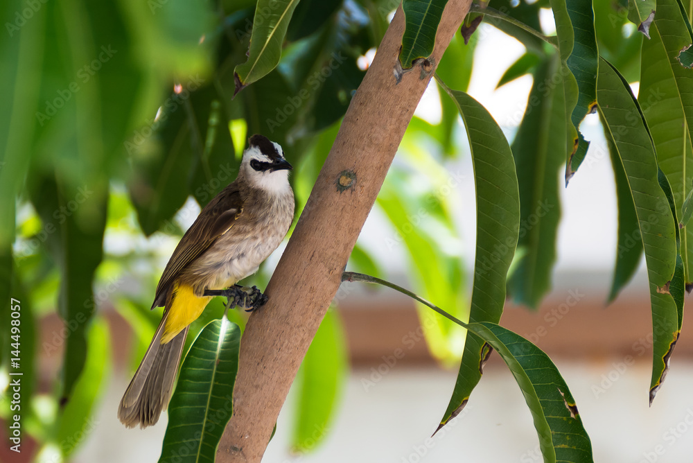 Obraz premium Yellow-vented Bulbul sitting on mango tree brunch