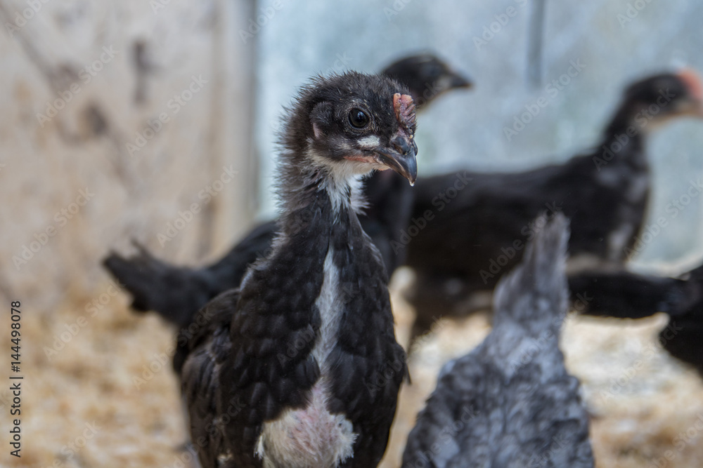 Augsburger Huhn Augsburger Huhn