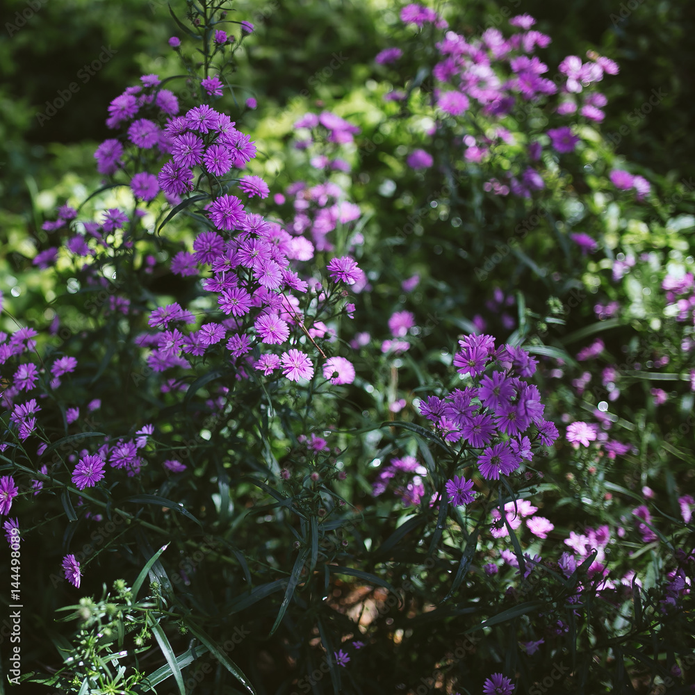Aster amellus. Beautiful violet flowers garden.