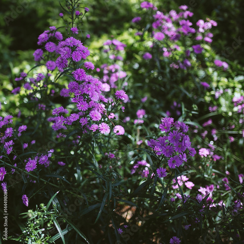 Aster amellus. Beautiful violet flowers garden.