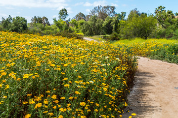 Papier peint photo Marguerites Sentier printanier bordé de marguerites  © sherryvsmith