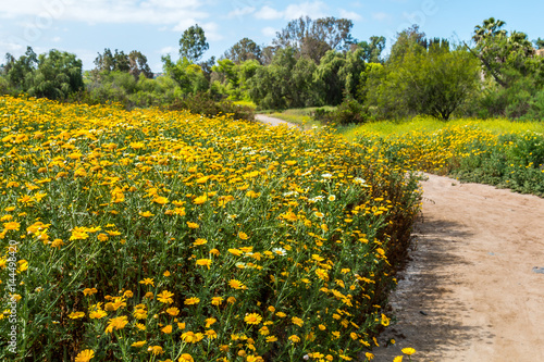 A trail bordered by yellow and white daisies in the springtime.   photo