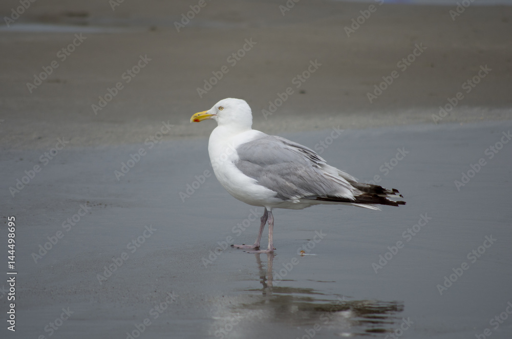 Seagull on beach in profile