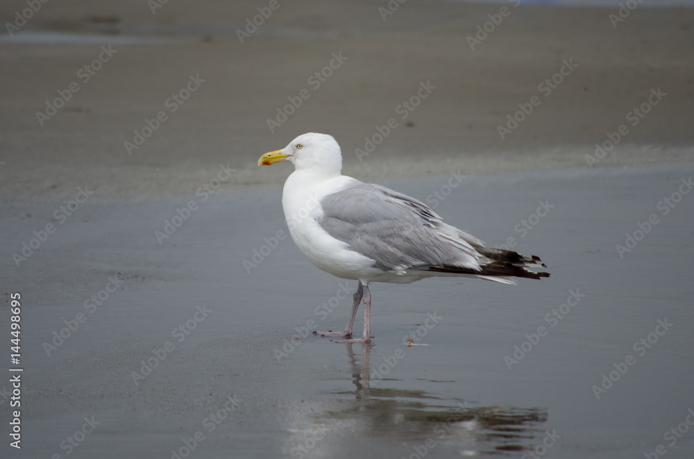 Seagull on beach in profile Seagull on beach in profile