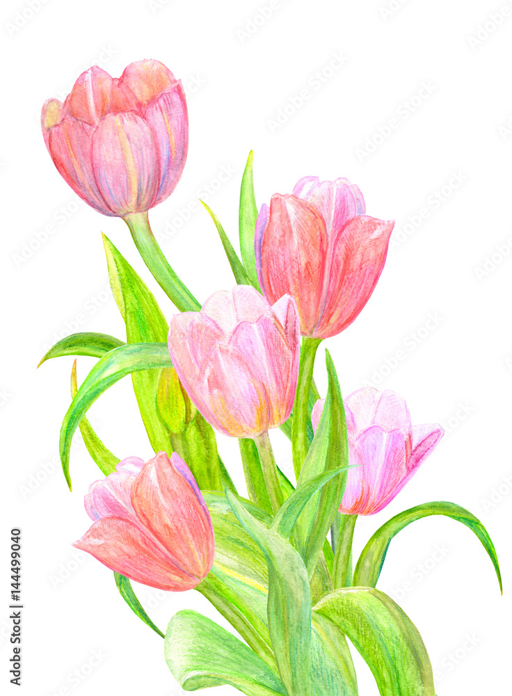 bouquet of tulips for your design. watercolor painting