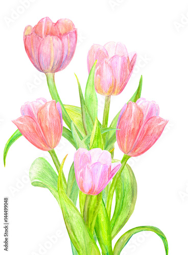 lovely arrangement of pink tulips for your design. watercolor painting