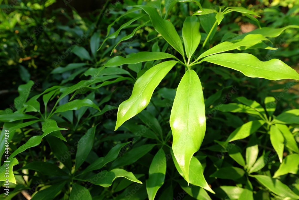 Edible-stemed Vine (Schefflera leucantha Vig.) Edible-stemed Vine (Schefflera leucantha Vig.)