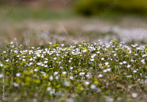 Texture of a natural white lawn from the first spring flowers