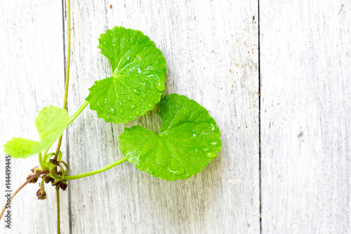 gotu kola leave on wood background