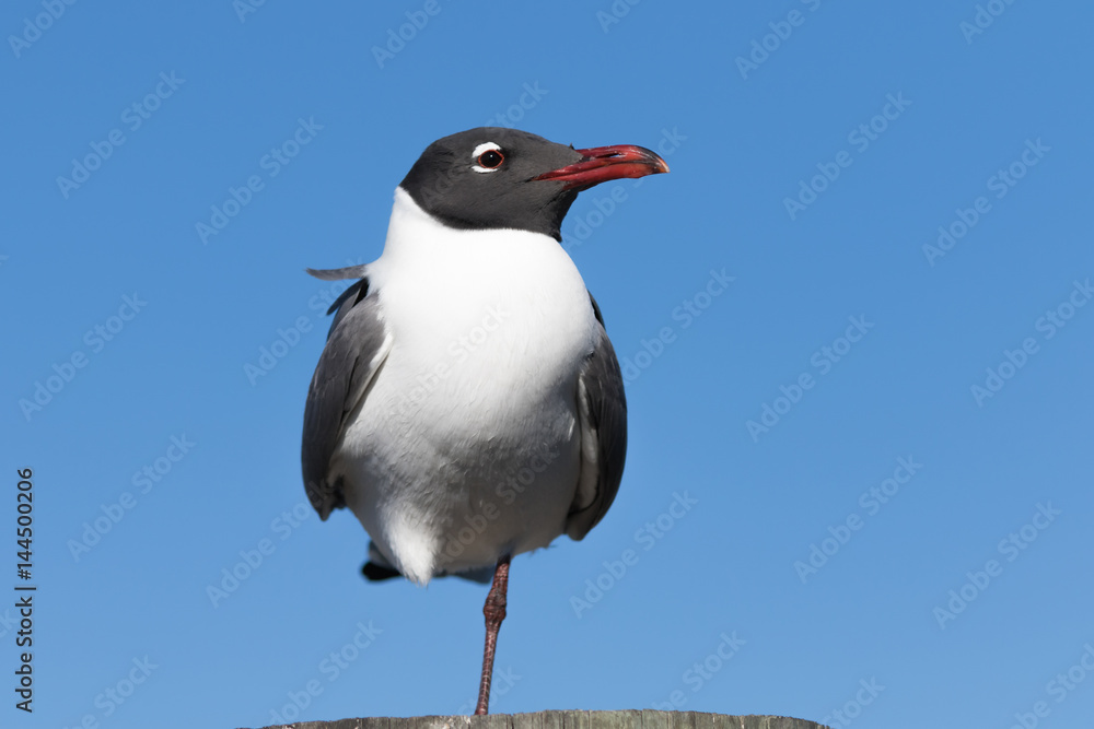 Fototapeta premium Laughing Gull, Clearwater, Florida