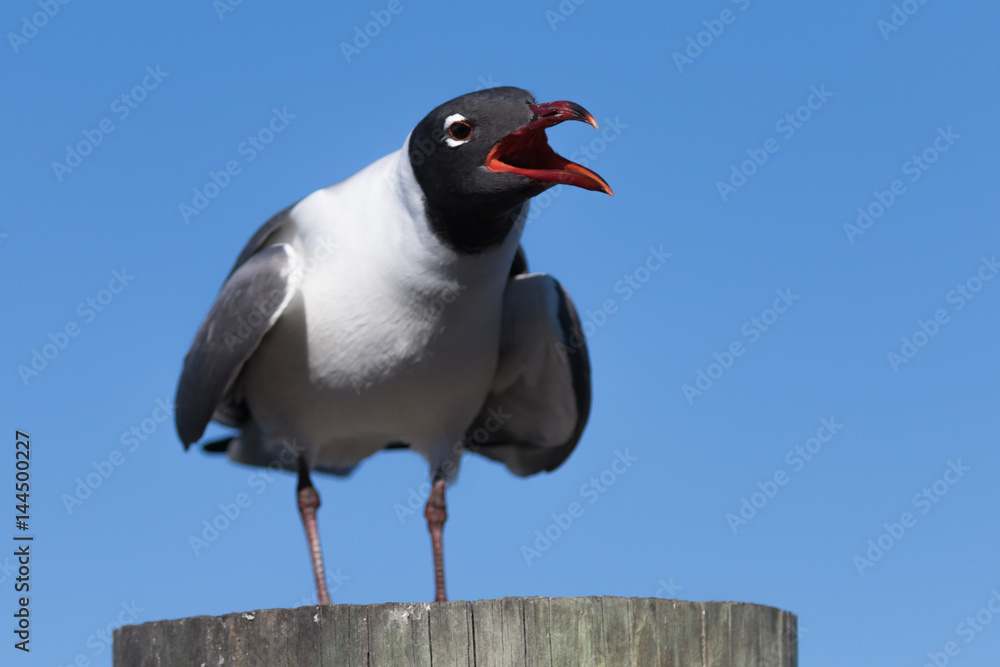 Fototapeta premium Laughing Gull Cawing, Clearwater, Florida
