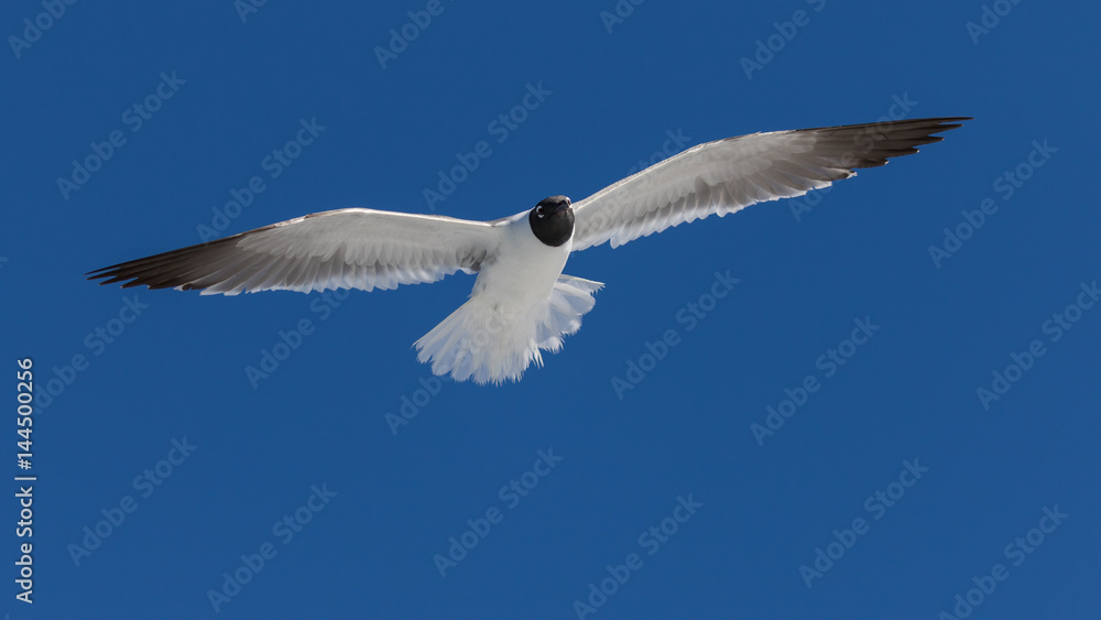 Laughing Gull Flying, Clearwater, Florida Laughing Gull Flying, Clearwater, Florida