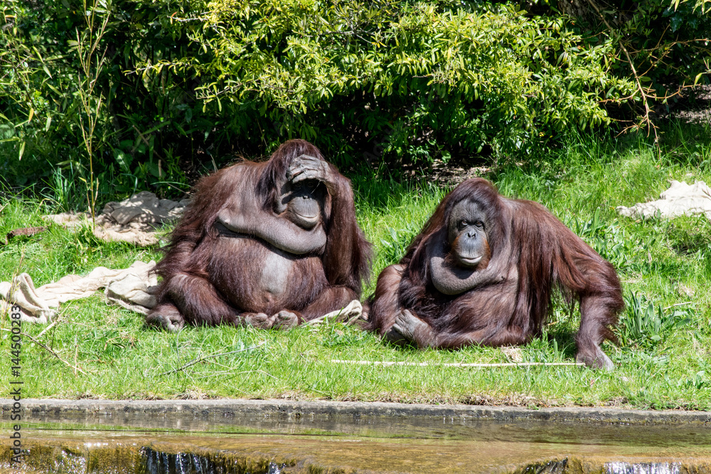 Obraz premium Looking out