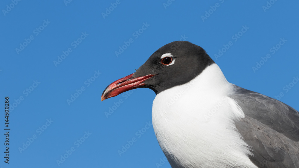 Fototapeta premium Laughing Gull, Clearwater, Florida