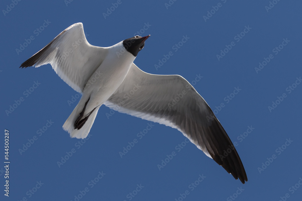 Obraz premium Laughing Gull Flying, Clearwater, Florida