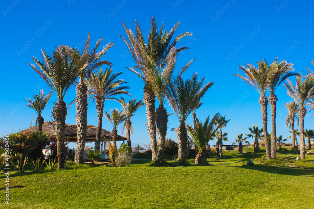 palm trees in the tropics