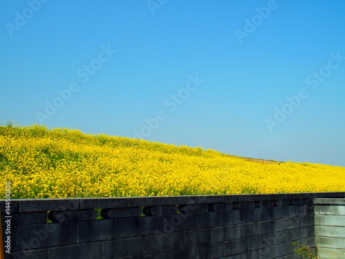 ブロック塀と菜の花咲く土手風景