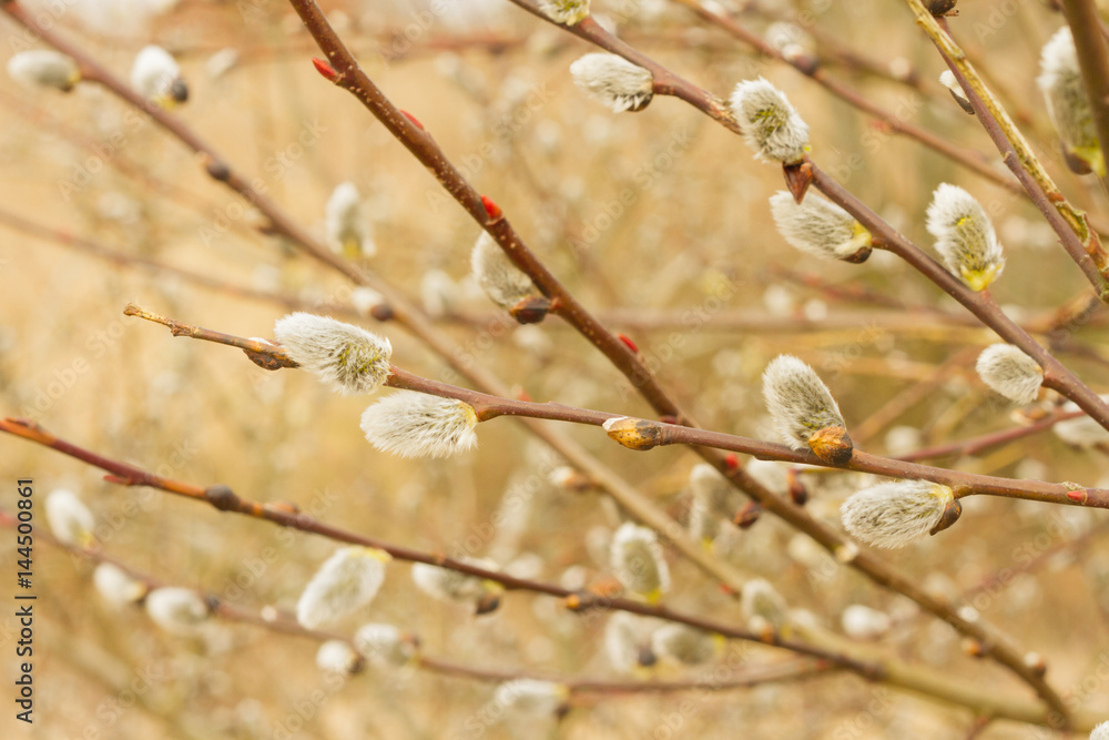 Spring buds