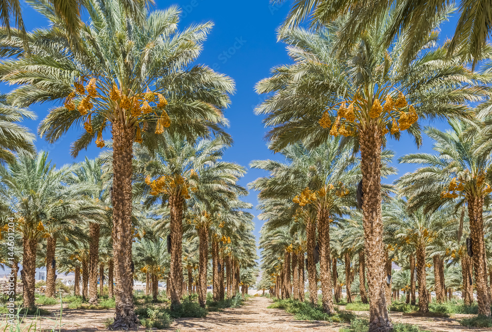 Obraz premium Plantation of date palms with ripening fruits, desert agriculture of fruit palms in the Middle East