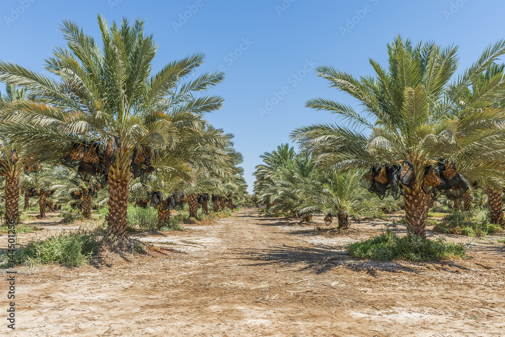 Plantation of date palms with ripening fruits Plantation of date palms with ripening fruits