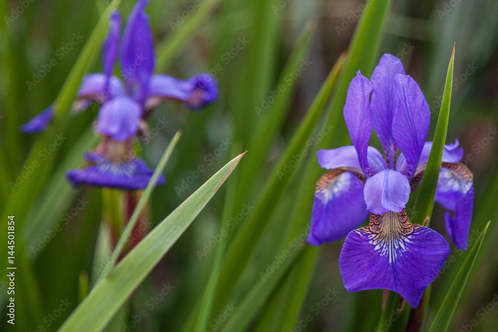 purple iris tectorum