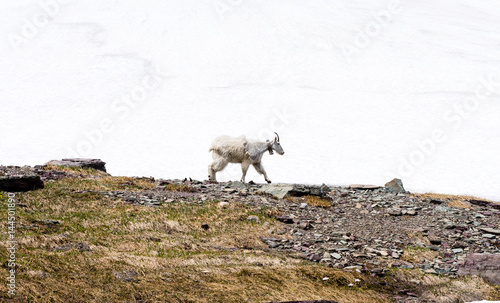 Molting mountain goat in Glacier National Park  USA