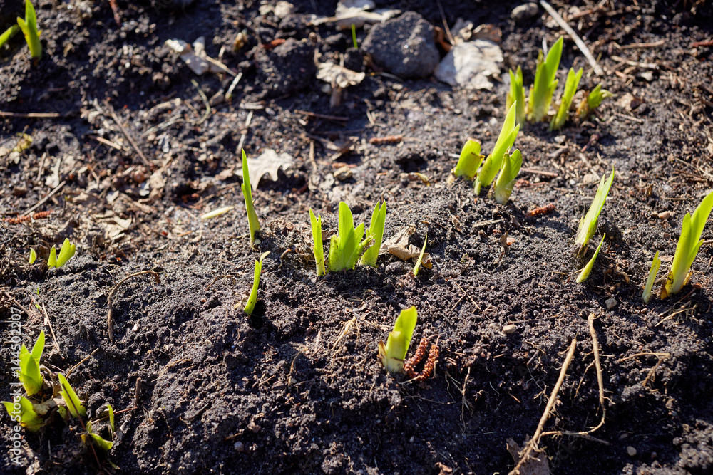new sprouts in springtime new sprouts in springtime
