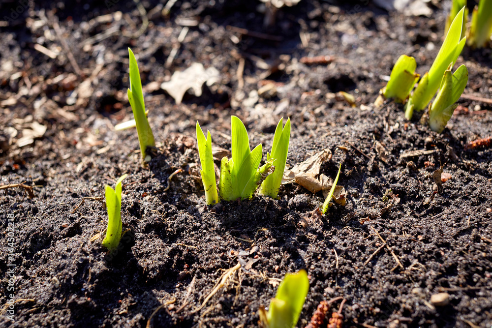 new sprouts in springtime new sprouts in springtime