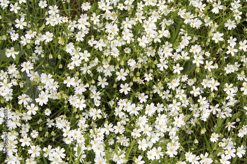 Stitchwort Stellaria Wild Flowers