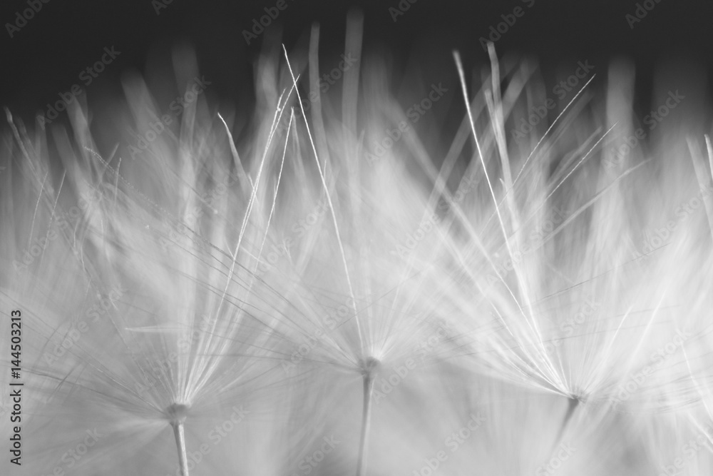 Obraz premium makro miękkiej wiosny makro mniszek słupków jako czarno-białe tło podświetlone