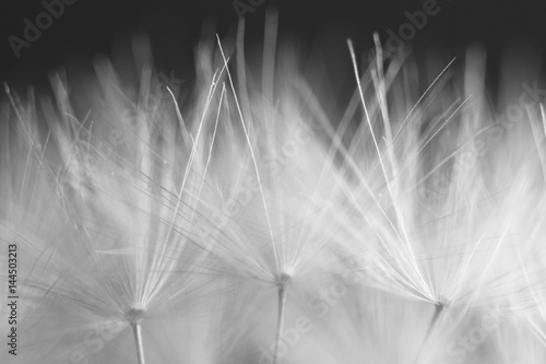 Fototapeta Naklejka Na Ścianę i Meble -  macro soft spring macro dandelion pistils as black and white abstract background highlighted