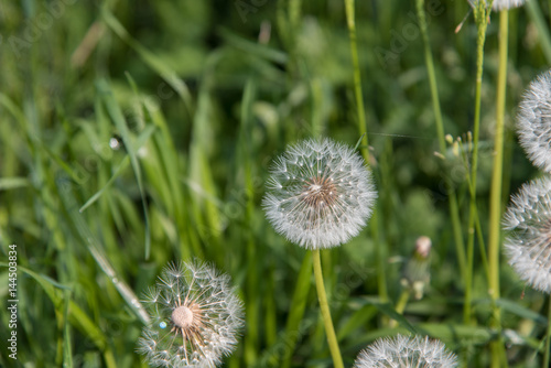 Dandelions