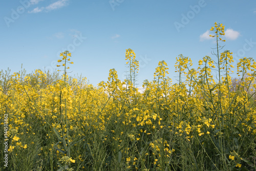 Rapeseed oil fields between the moraine hills of Buja. Friuli