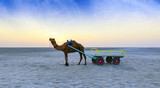 Sunset camel ride at great Rann of Kutch, Gujarat