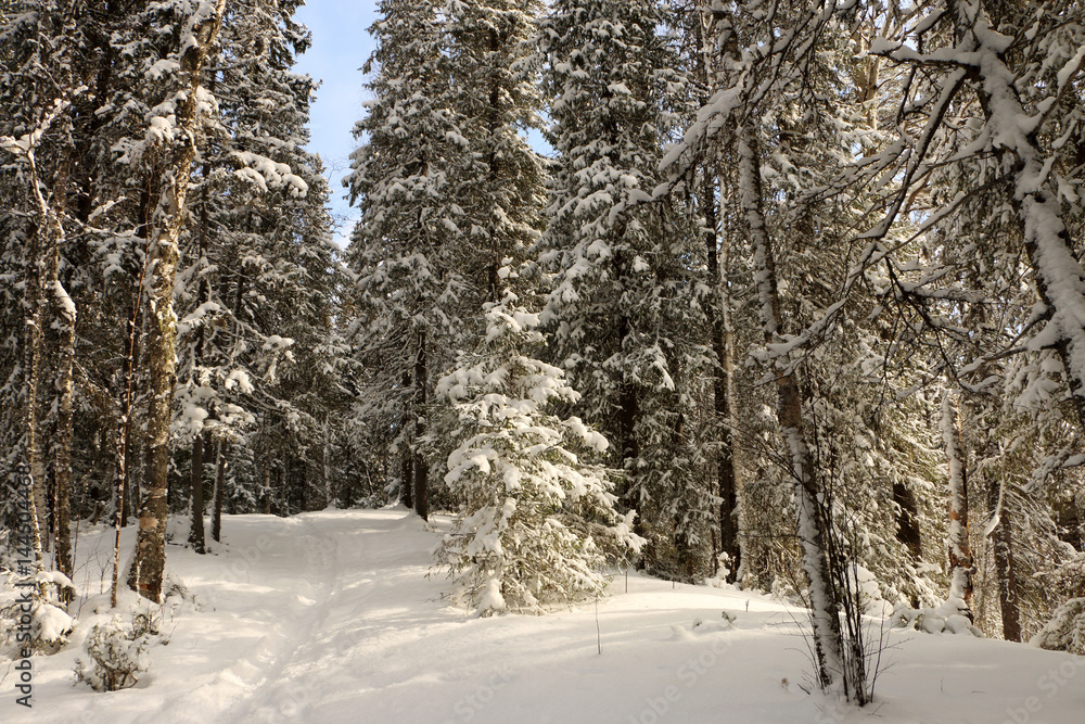 Fototapeta premium walk true the winter forest