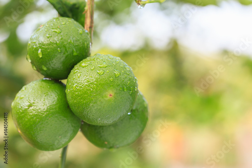 Wallpaper Mural Close up fresh green lemon with water drop on tree and green blur background Torontodigital.ca