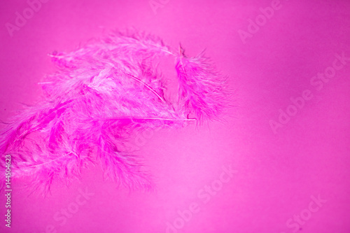 Feder, pinkfarbene Feder © Dagmar Breu