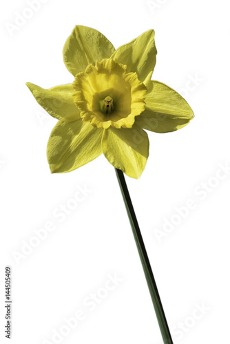Fototapeta Naklejka Na Ścianę i Meble -  A yellow daffodil single bloom flower isolated with a completely white background