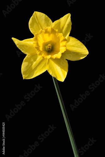 Fototapeta Naklejka Na Ścianę i Meble -  A yellow daffodil single bloom flower with a completely black background