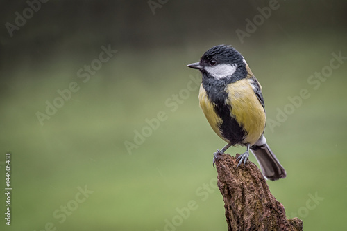 A wet great tit perched on a wooden tree log in the rain and staring to the left