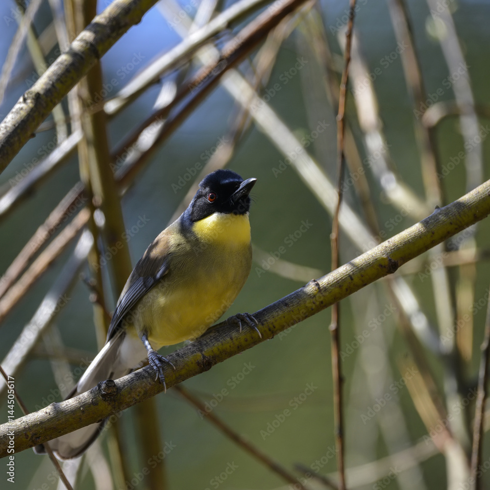 Fototapeta premium Beautiful vibrant blue and yellow male Weaver bird Ploceidae in tree