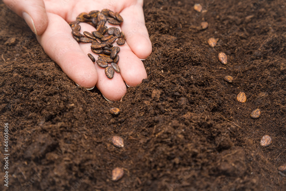 Watermelon seed planting in the ground. Early spring preparations for the garden season. Watermelon seed planting in the ground. Early spring preparations for the garden season.
