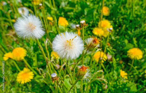 Wild flowers in a meadow in spring