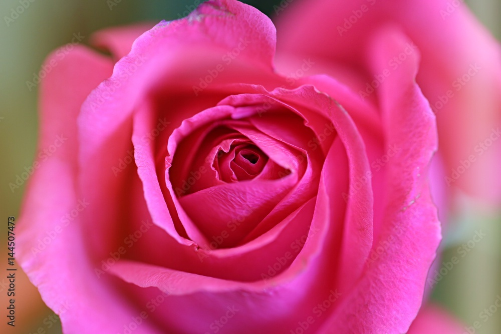 Closeup of beautiful red rose abstract background
Closeup of beautiful red rose abstract background
