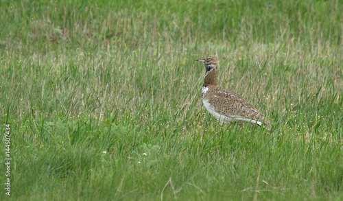 Little bustard (Tetrax tetrax) in the field, Kalmykia, Russia © Vitaly Ilyasov