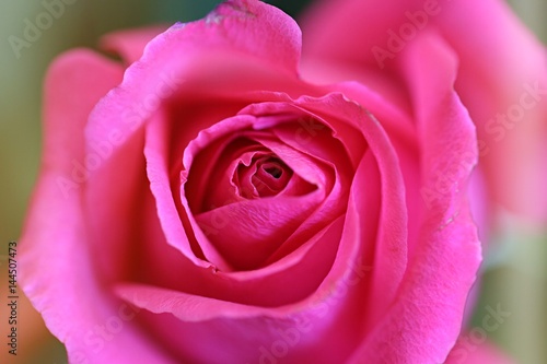 Closeup of beautiful red rose abstract background  