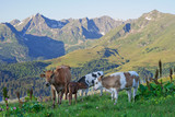 Cow with her calves grazing in alpine meadows in the Caucasus