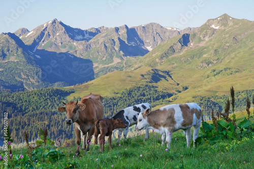 Cow with her calves grazing in alpine meadows in the Caucasus